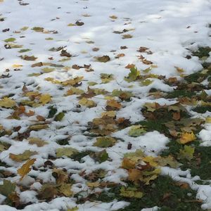 Meet your Posher, Elena